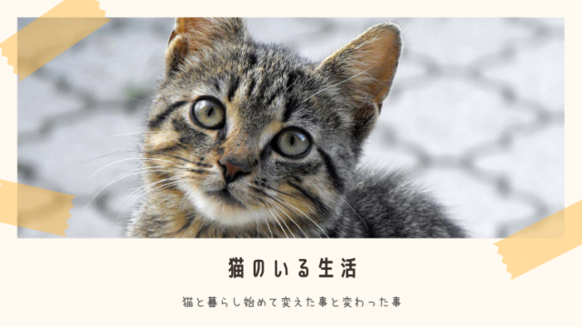 猫のいる生活