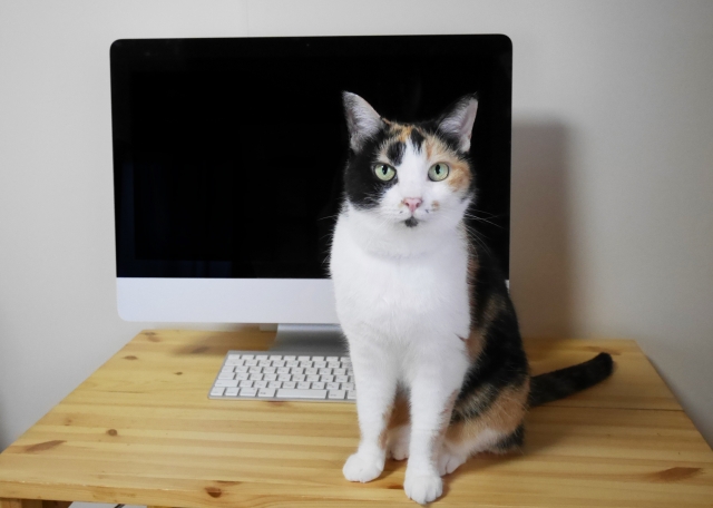パソコンの前に座る猫
