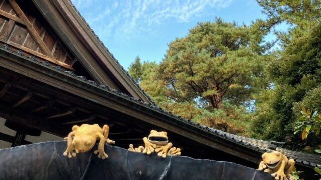 尾山神社のハスの葉の上のカエル