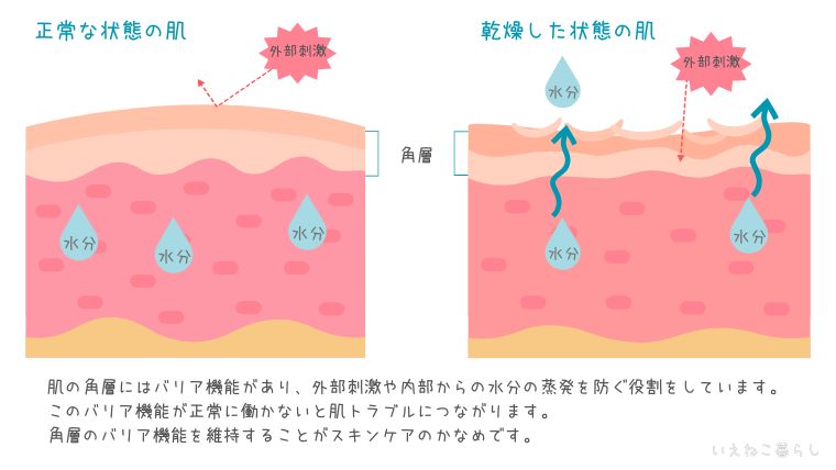 正常な肌の状態と乾燥した肌の状態